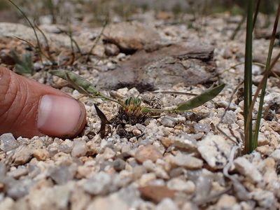 Boechera pygmaea, photographed by Martin Purdy