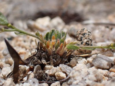 Boechera pygmaea, photographed by Martin Purdy