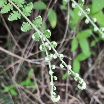 Astrolepis sinuata, photographed by Juan Carlos Fonseca Mata