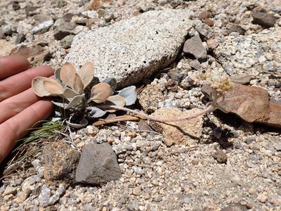 Eriogonum lobbii, photographed by Martin Purdy