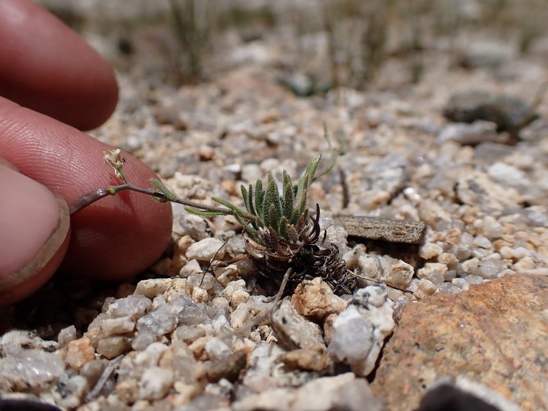 Boechera pygmaea, photographed by Martin Purdy