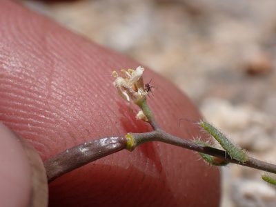 Boechera pygmaea, photographed by Martin Purdy