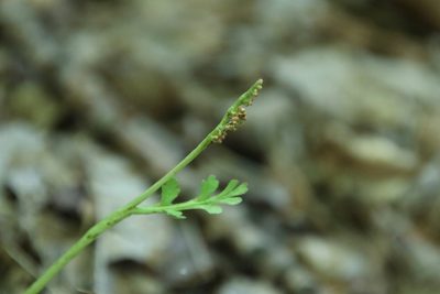 Botrychium matricariifolium, photographed by er-birds