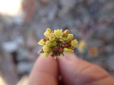Eriogonum marifolium, photographed by Erica Krimmel