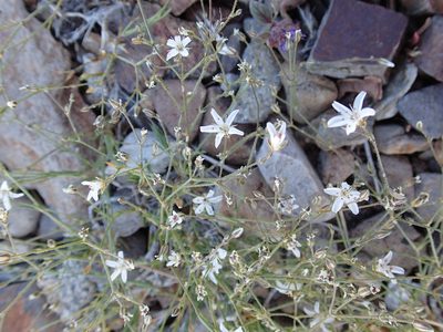 Eremogone aculeata, photographed by Erica Krimmel
