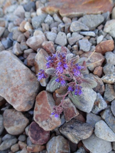 Phacelia marcescens, photographed by Erica Krimmel