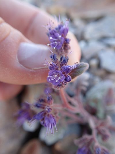 Phacelia marcescens, photographed by Erica Krimmel