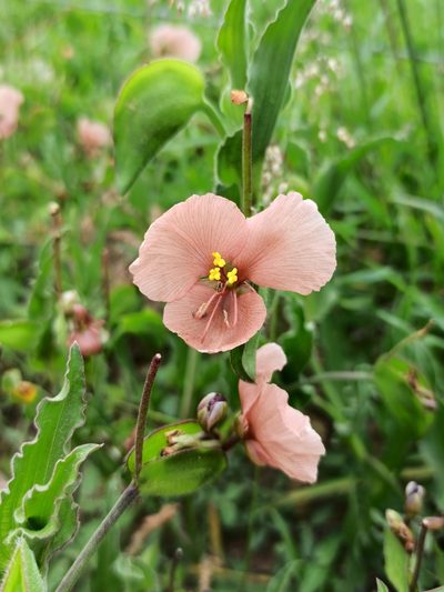 Commelina scabra, photographed by Juan Carlos Fonseca Mata