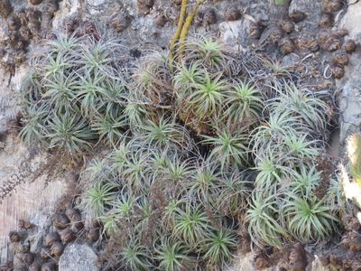 Hechtia elegans, photographed by Alexis López Hernández