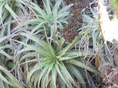 Hechtia elegans, photographed by Alexis López Hernández
