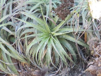 Hechtia elegans, photographed by Alexis López Hernández