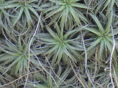 Hechtia elegans, photographed by Alexis López Hernández