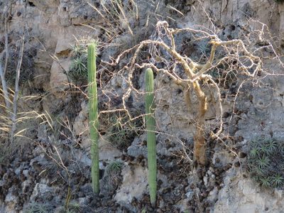 Hechtia elegans, photographed by Alexis López Hernández