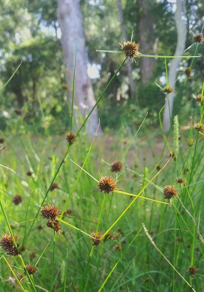Rhynchospora cephalantha, photographed by Jochen Essig
