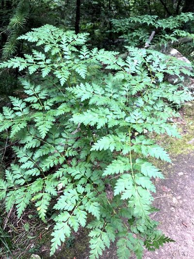 Ligusticum porteri, photographed by Jared Shorma