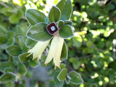 Correa backhouseana, photographed by corunastylis