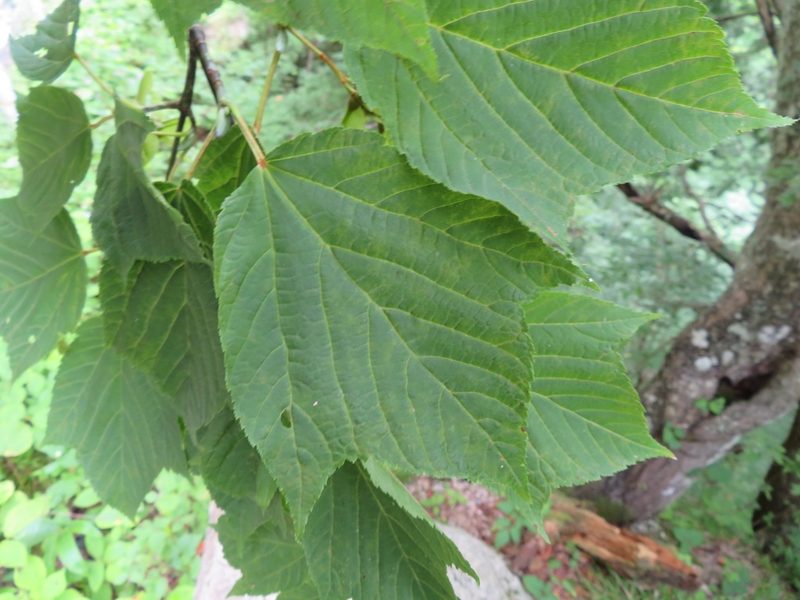 Acer rufinerve, photographed by Marco Mussita