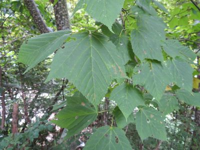 Acer rufinerve, photographed by Marco Mussita