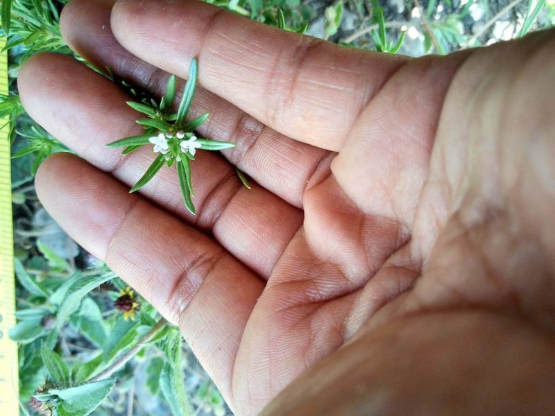 Crusea simplex, photographed by Leticia Jiménez Hernández