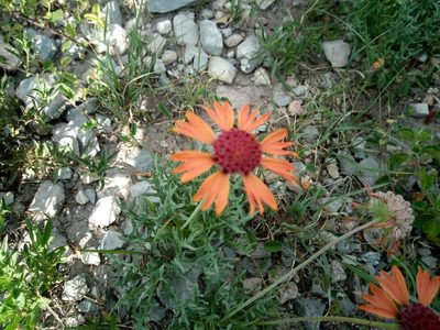 Gaillardia comosa, photographed by Leticia Jiménez Hernández