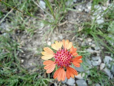 Gaillardia comosa, photographed by Leticia Jiménez Hernández