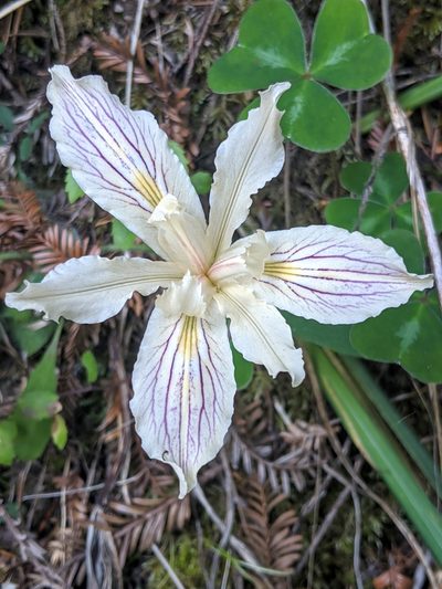 Iris purdyi, photographed by Alex Heyman