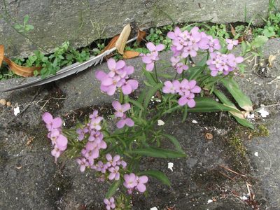 Iberis umbellata, photographed by portioid