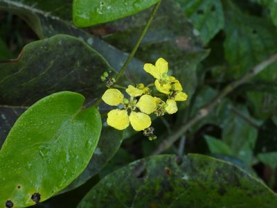 Stigmaphyllon blanchetii, photographed by Helio Lourencini