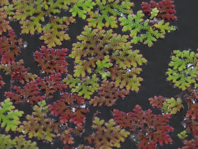 Azolla cristata, photographed by 葉子