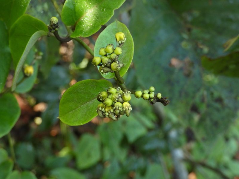 Stigmaphyllon blanchetii, photographed by Helio Lourencini