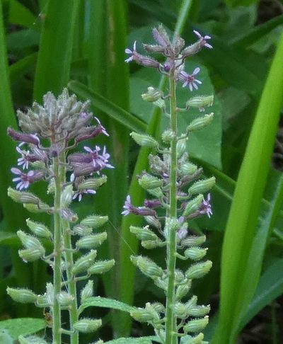 Cuphea circaeoides, photographed by Helio Lourencini
