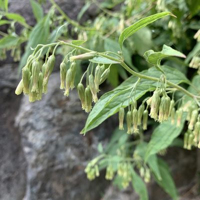 Brickellia rusbyi, photographed by Ethan Wright-Magoon