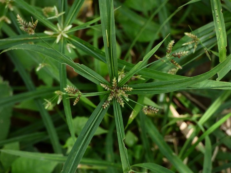 Cyperus laxus, photographed by Helio Lourencini