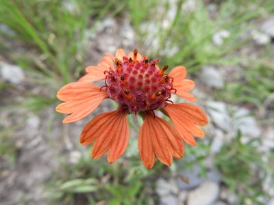 Gaillardia comosa, photographed by Leticia Jiménez Hernández