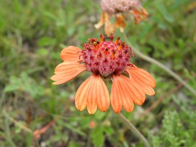 Gaillardia comosa, photographed by Leticia Jiménez Hernández