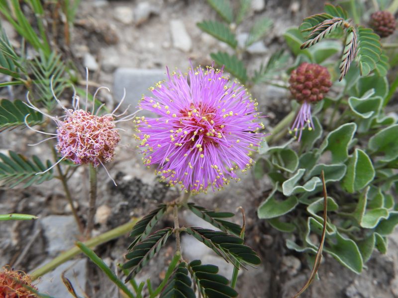 Mimosa monclovensis, photographed by Leticia Jiménez Hernández