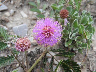 Mimosa monclovensis, photographed by Leticia Jiménez Hernández