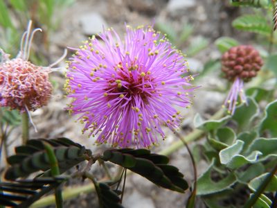 Mimosa monclovensis, photographed by Leticia Jiménez Hernández