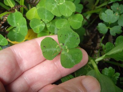 Parochetus communis, photographed by Stephen Thorpe