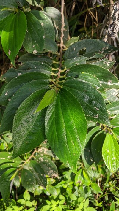 Leucosyke quadrinervia, photographed by Cheng-Te Hsu