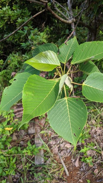 Macaranga sinensis, photographed by Cheng-Te Hsu