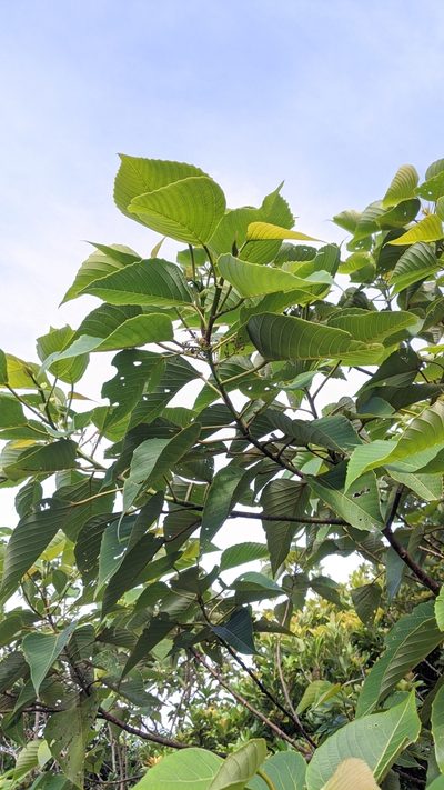 Macaranga sinensis, photographed by Cheng-Te Hsu