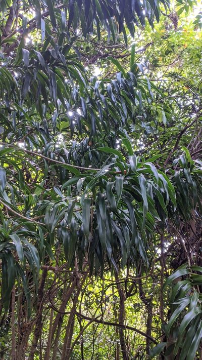 Dracaena angustifolia, photographed by Cheng-Te Hsu