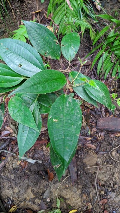 Astronia ferruginea, photographed by Cheng-Te Hsu