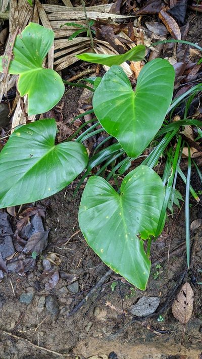 Homalomena philippinensis, photographed by Cheng-Te Hsu
