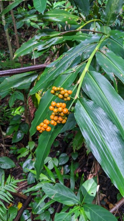 Alpinia flabellata, photographed by Cheng-Te Hsu