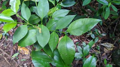 Garcinia linii, photographed by Cheng-Te Hsu