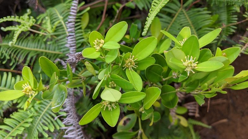 Buxus liukiuensis, photographed by Cheng-Te Hsu