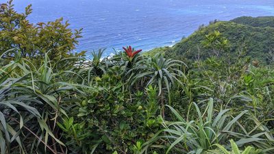 Freycinetia formosana, photographed by Cheng-Te Hsu