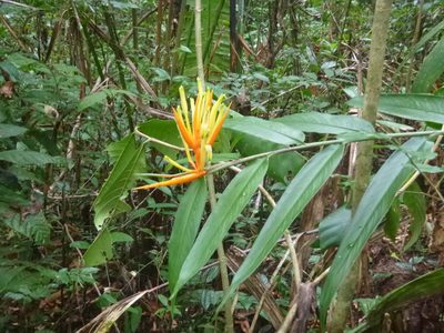 Heliconia longiflora, photographed by keesgroenendijk